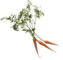 return to homepage without carrots